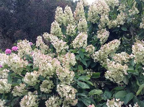 Hydrangea paniculata Tardiva Pot C3.5Litres ** Hortensia paniculé **