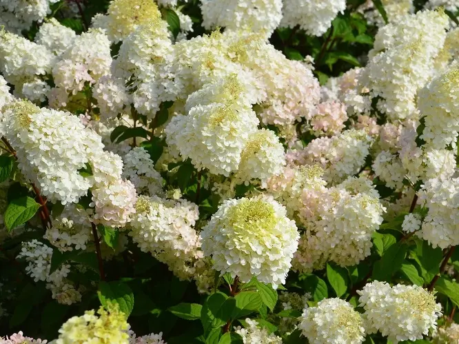 Hydrangea paniculata Diamantino Pot C3.6Litres ** Hortensia **