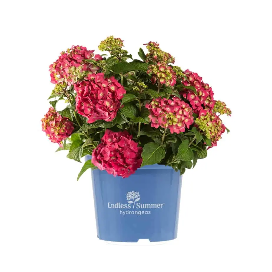Hydrangea macrophylla Endless Summer Love Red Pot P23 ** Hortensia **