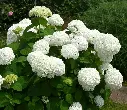 Hydrangea arborescens Annabelle Pot P17 cm / C3 ** Hortensia arborescent **