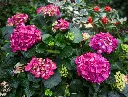 Hydrangea macrophylla Red Baron Pot C3.6Litres  ** Hortensia **