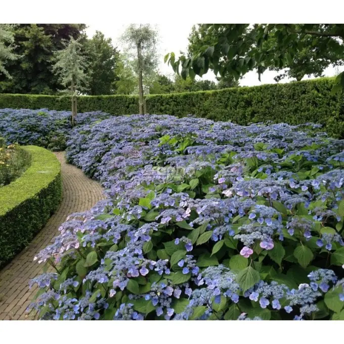Hydrangea serrata Veerle Pot C3.6Litres ** Hortensia **