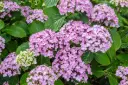 Hydrangea macrophylla Ayesha Pot C3.5Litres  ** Hortensia Parfumé **