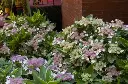 Hydrangea macrophylla Light O Day Pot C3.6Litres ** Panaché **