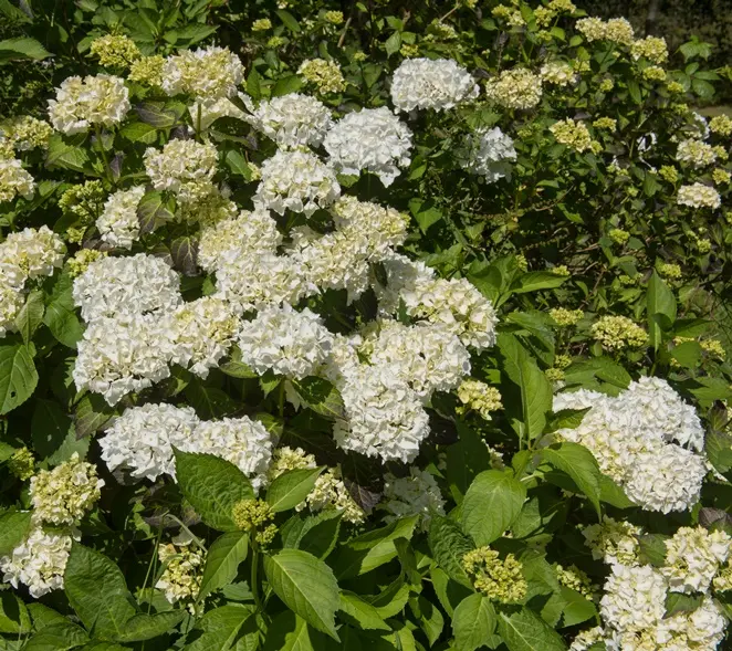 Hydrangea macrophylla Madame Emile Mouillere Pot C3.6Litres