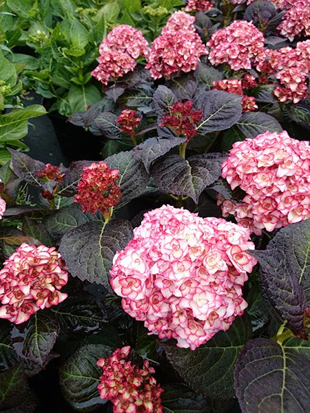 Hydrangea macrophylla Miss Saori Pot C3.6 ** Hortensia **