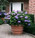 Hydrangea macrophylla Teller Blue=Blaumeise Pot C3.6Litres ** Hortensia **