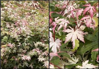ACER palmatum ASAHI ZURU 60 80 Pot P19 cm ** Erable du Japon **