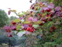 Viburnum opulus 40 60 Pot C2 - Viorne obier.