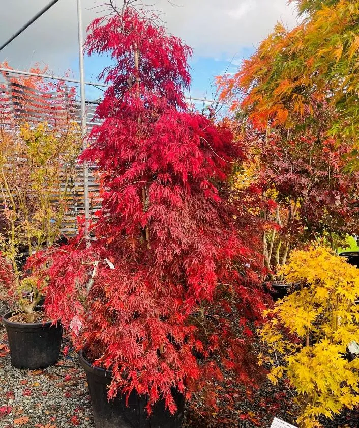 Acer palmatum Inaba - Shidare 100 125 cm Motte ou pot