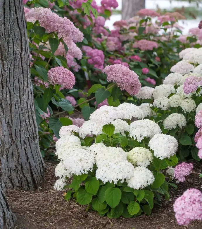 Hydrangea arborescens Bellaragazza Blanchetta Pot C3 ** Hortensia **