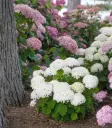 Hydrangea arborescens Bellaragazza Blanchetta Pot C3 ** Hortensia paniculé **