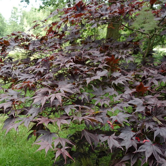 Acer palmatum Bloodgood Haute Tige +/- 200 cm Motte ** Erable du Japon **