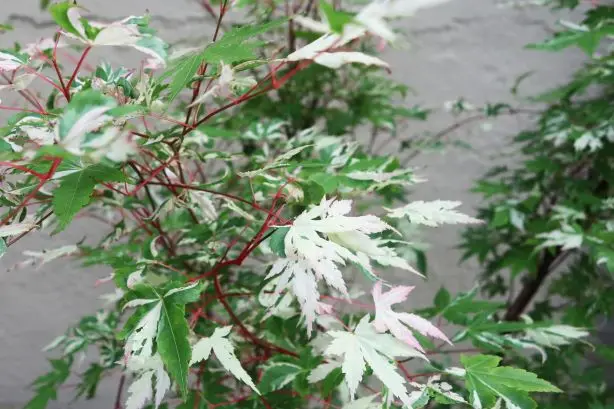 ACER palmatum Oridono Nishiki 125 150 cm Pot C15L ** Erable du Japon crevette **