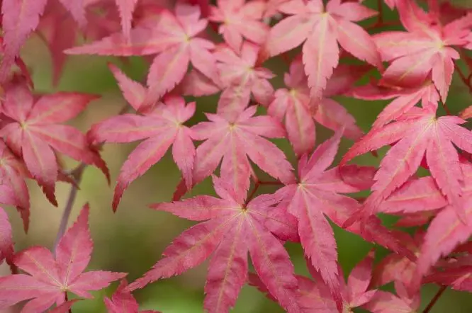 Acer palmatum Deshojo 100 125 cm ** Erable du Japon **