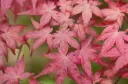 Acer palmatum Deshojo 100 125 cm