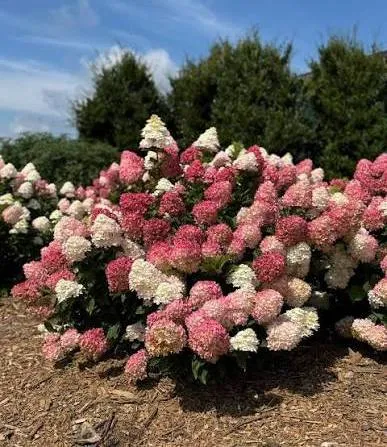 [127196] Hydrangea paniculata SPRING SIZZLE® Pot C3.6 litres