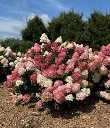 Hydrangea paniculata SPRING SIZZLE® Pot C3.6 litres