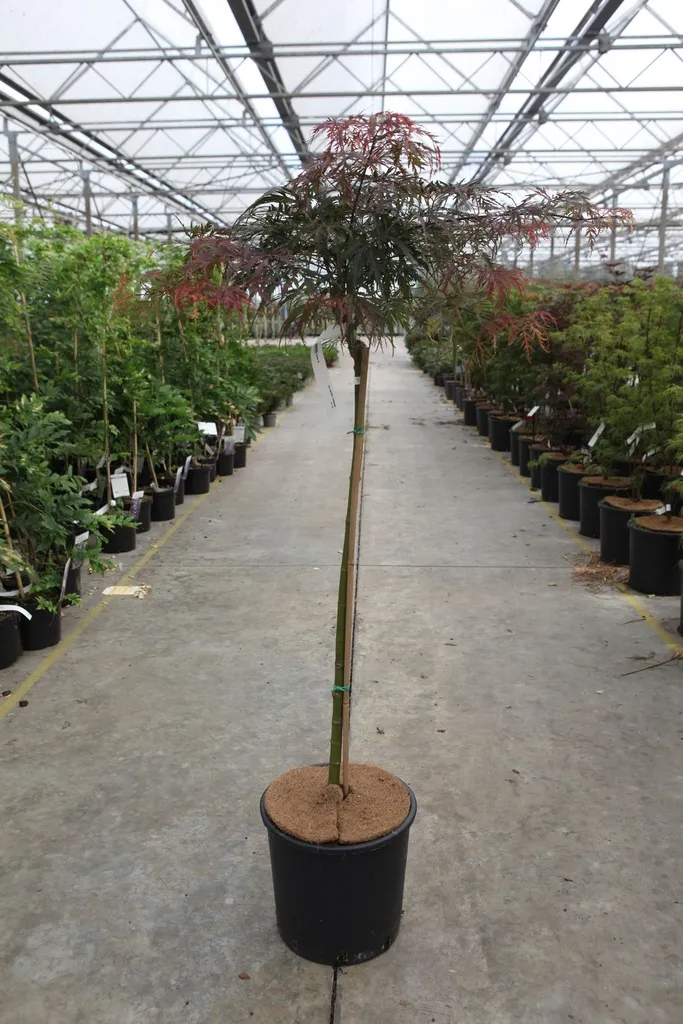 [117717] Acer palmatum Tamukeyama tige 90 cm Pot C12L - Erable du Japon pourpre