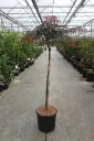 Acer palmatum Tamukeyama tige 90 cm Pot C12L - Erable du Japon pourpre