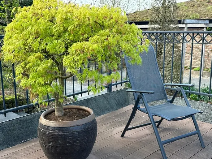 Acer palmatum Dissectum 80 cm Tige 30-40 cm Pot C15 ** Erable du Japon **