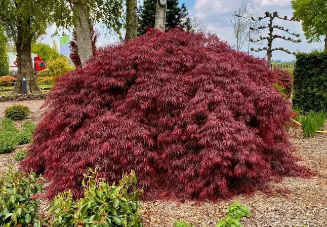 Acer palmatum dissectum Garnet Mini Tige +/- 30 cm Motte ou Pot C10Litres - Erable du Japon pourpre