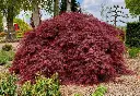 Acer palmatum dissectum Garnet Mini Tige +/- 30 cm Motte ou Pot C10Litres - Erable du Japon pourpre