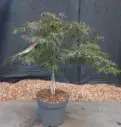 Acer palmatum dissectum Garnet Mini Tige Pot C10Litres - Erable du Japon