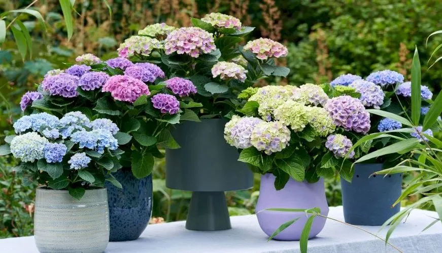 Hydrangea macrophylla Magical Evolution varié Pot P14 cm - Hortensia