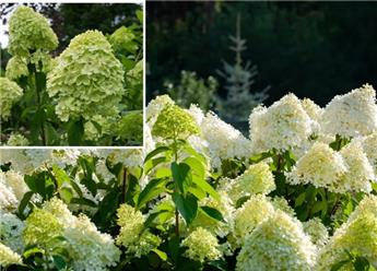 Hydrangea paniculata LimeLight Pot C15 ** Hortensia paniculé **