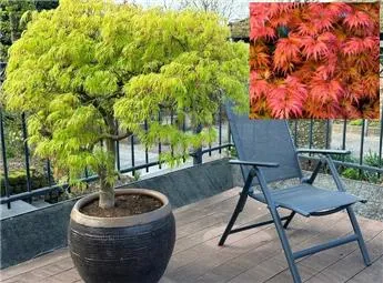 Acer palmatum Dissectum 60 P26