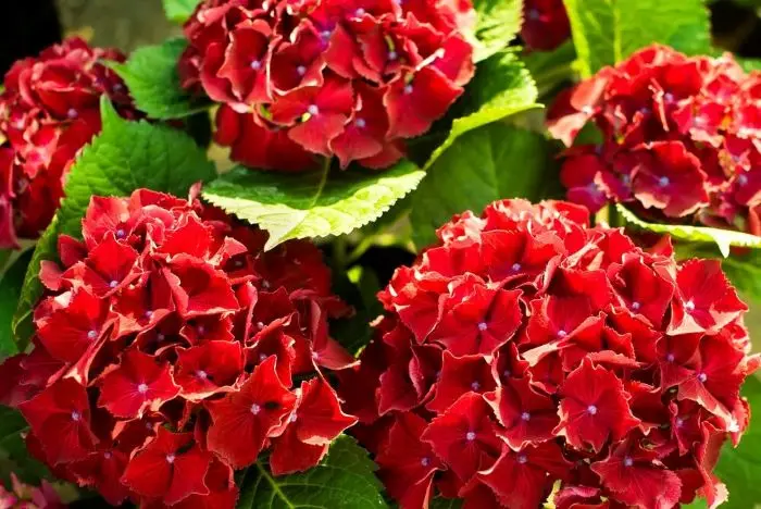 Hydrangea macrophylla Hot Red Pot P30