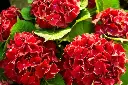 Hydrangea macrophylla Hot Red Pot P30