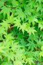 Acer palmatum 175 200 cm Pot C30Litres