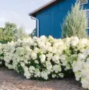 Hydrangea paniculata Little Hottie Pot C10litres ** Hortensia **