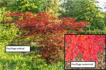 Acer palmatum Atropurpureum 80 100 Pot C4 ** Erable du Japon **