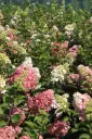 Hydrangea paniculata Fraise Melba Pot C12Litres XL ** Hortensia paniculé **