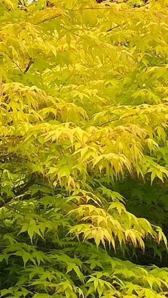 Acer palmatum Anne Irene 40 60 cm Pot P19