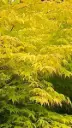Acer palmatum Anne Irene 40 60 cm Pot P19