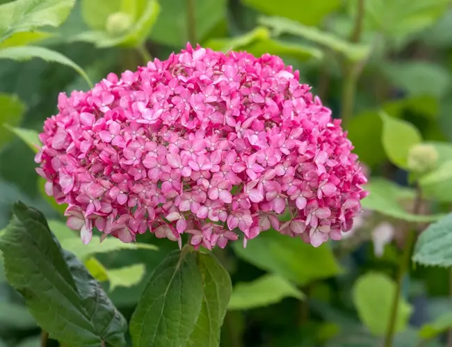 Hydrangea arborescens Ruby Annabelle Pot C10Litres ** Hortensia arborescent **