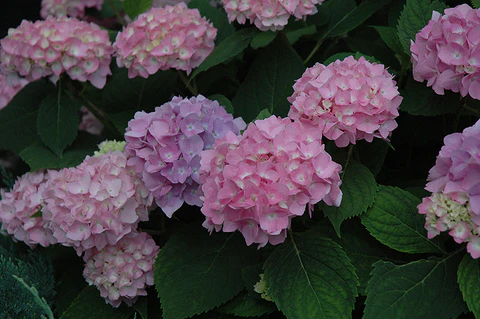 Hydrangea macrophylla Endless Summer The Original Pink Pot C7.5L ** Hortensia **