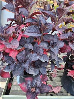 Hydrangea serrata Magic Daredevil Pot C10Litres ** Feuilles pourpres **