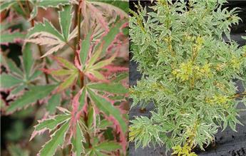 Acer palmatum Butterfly 40 60 cm Pot P19 ** Erable du Japon **