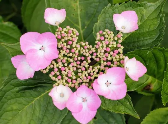 Hydrangea macrophylla Teller Rose Pot C5 ** Hortensia **