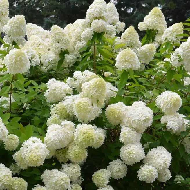 Hydrangea paniculata Bombshell Pot C5L ** Hortensia  paniculé **