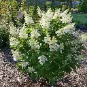 Hydrangea paniculata Kyushu Pot C7.5 ** Hortensia paniculé **