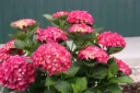 Hydrangea macrophylla Flair & Flavours® Raspberry Lemonade  Pot C5L