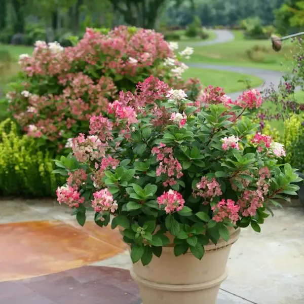 Hydrangea paniculata Little Quick Fire Pot C3 L