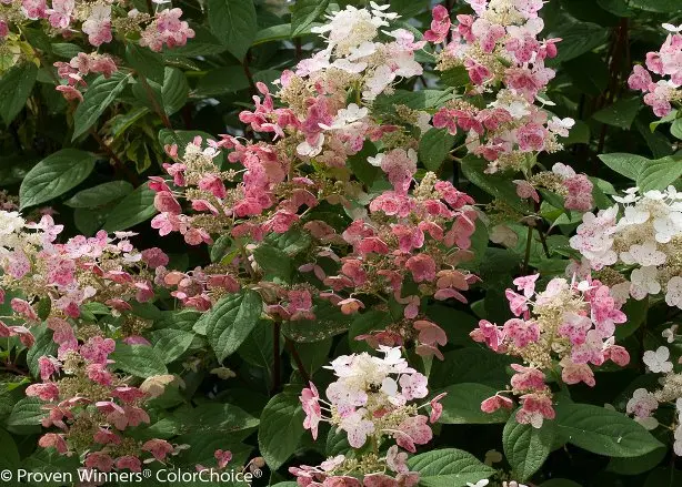 Hydrangea paniculata Quick Fire Pot C3 L