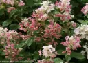 Hydrangea paniculata Quick Fire Pot C3 L